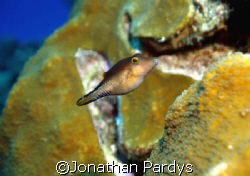 Juvenille in Cozumel by Jonathan Pardys 